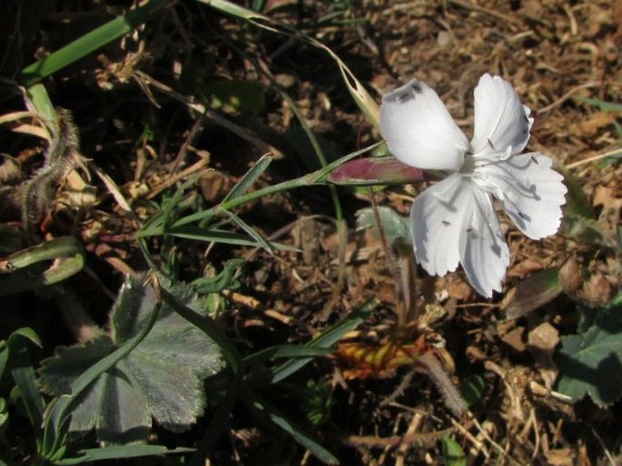 Dianthus cretaceus