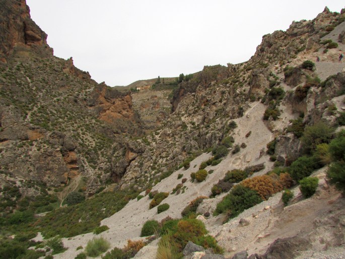 Dianthus pungens subsp. brachyanthus