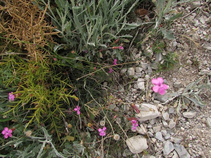 Dianthus pungens subsp. brachyanthus