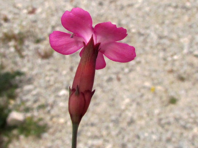 Dianthus pungens subsp. brachyanthus