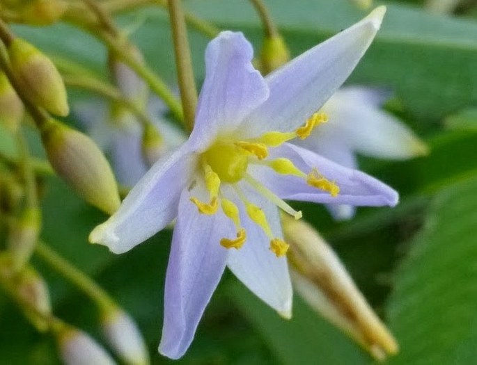 Dianella javanica