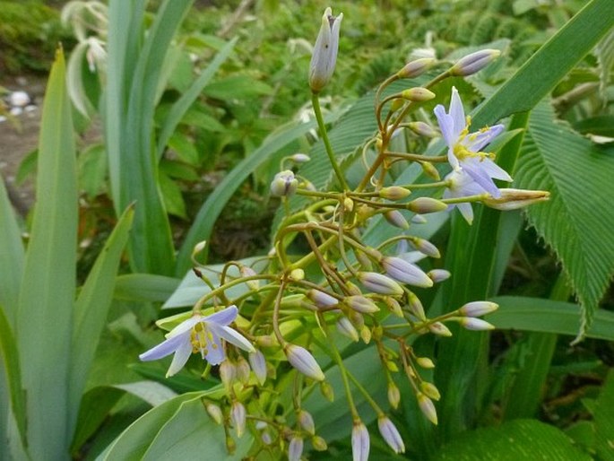 DIANELLA JAVANICA (Blume) Kunth – takara javanská