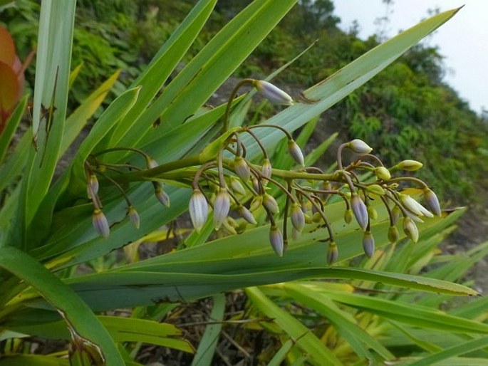 Dianella javanica