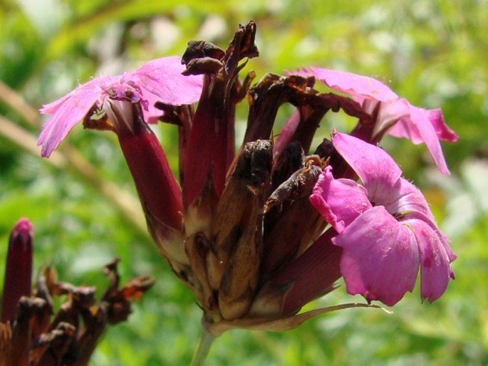 Dianthus giganteus