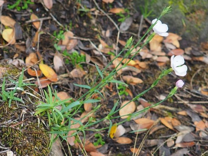 Dianthus gyspergerae