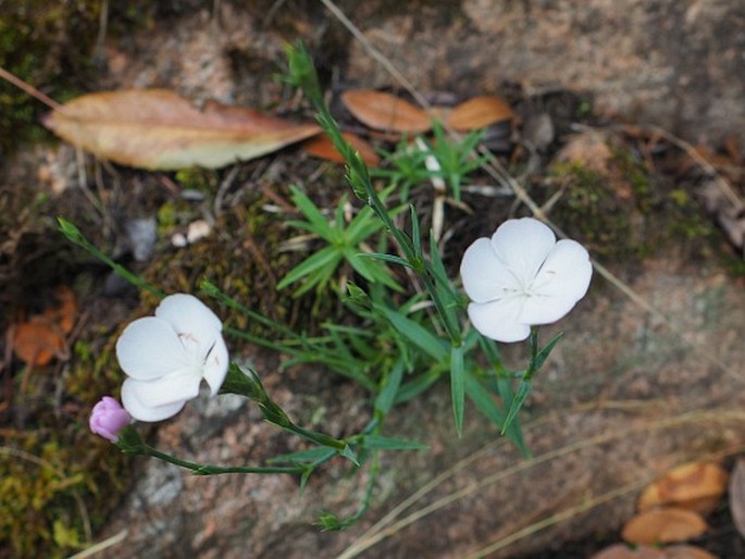 Dianthus gyspergerae