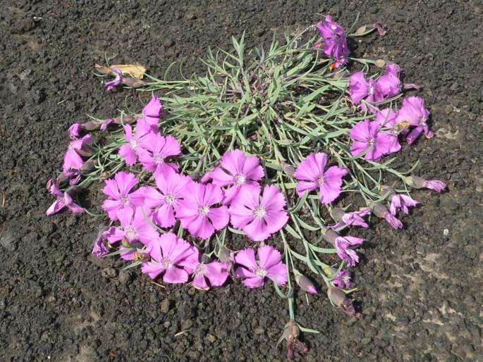 Dianthus repens