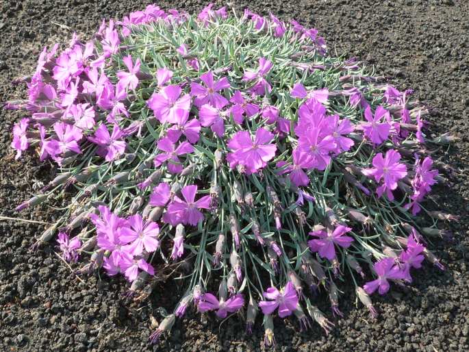 Dianthus repens