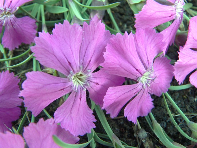 Dianthus repens