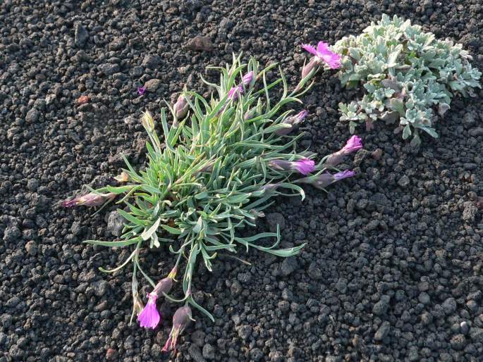 Dianthus repens