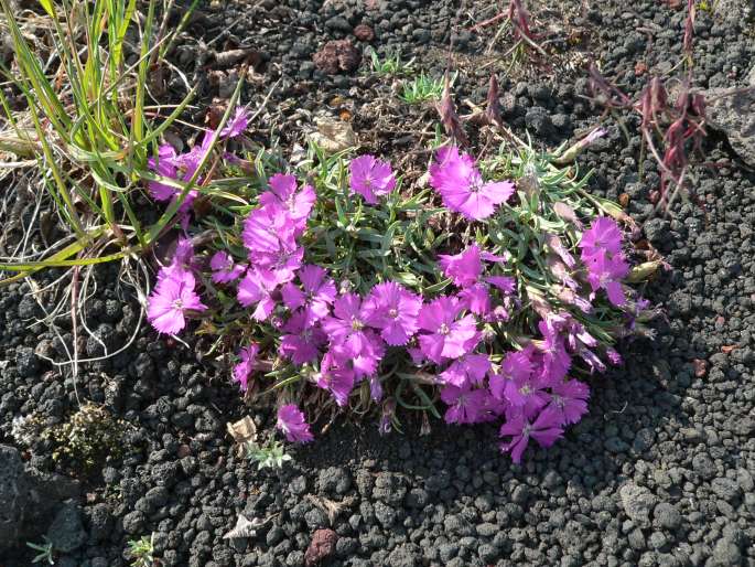 Dianthus repens