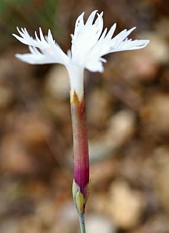 Dianthus arenarius bohemicus