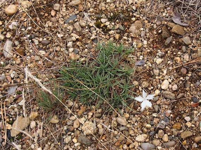 Dianthus arenarius bohemicus