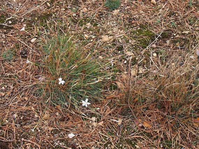 Dianthus arenarius bohemicus