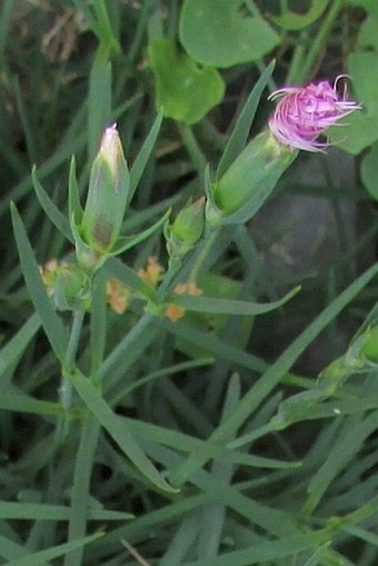 Dianthus hyssopifolius