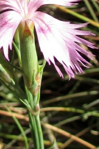 Dianthus hyssopifolius