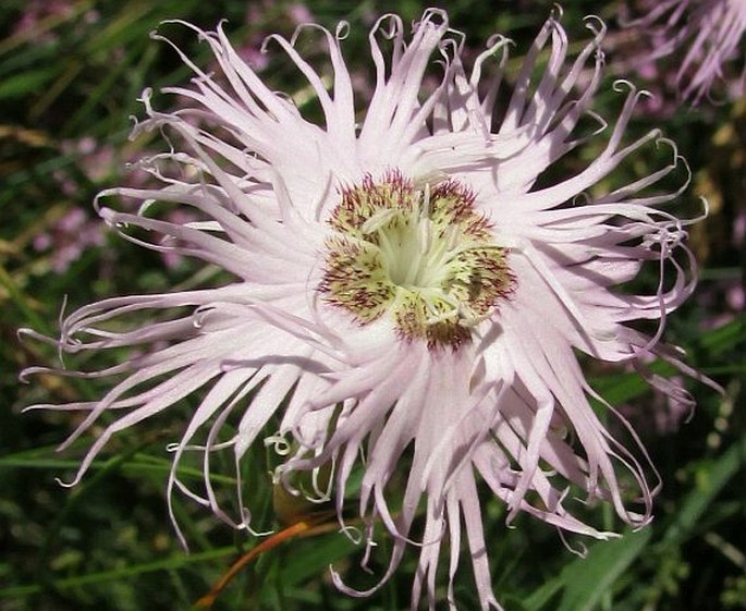 Dianthus hyssopifolius