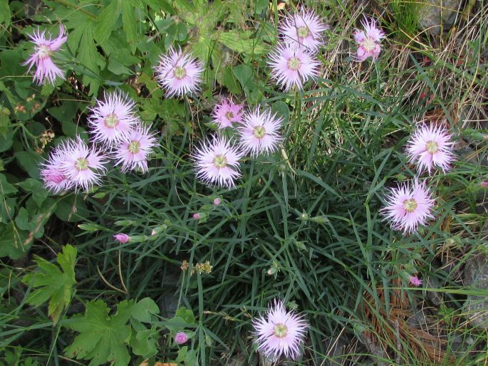 Dianthus hyssopifolius