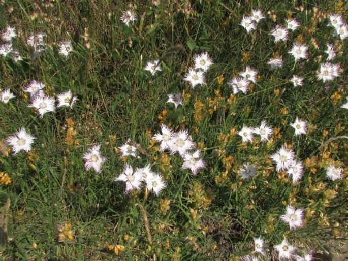 Dianthus hyssopifolius