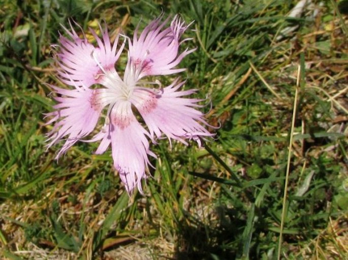 Dianthus hyssopifolius