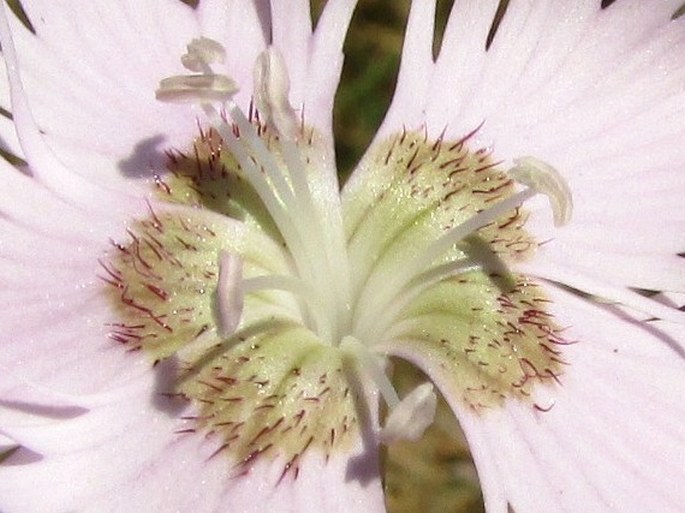 Dianthus hyssopifolius