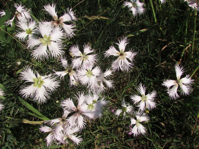 Dianthus hyssopifolius