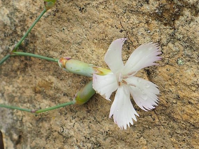 DIANTHUS LONGICAULIS Ten. - hvozdík / klinček