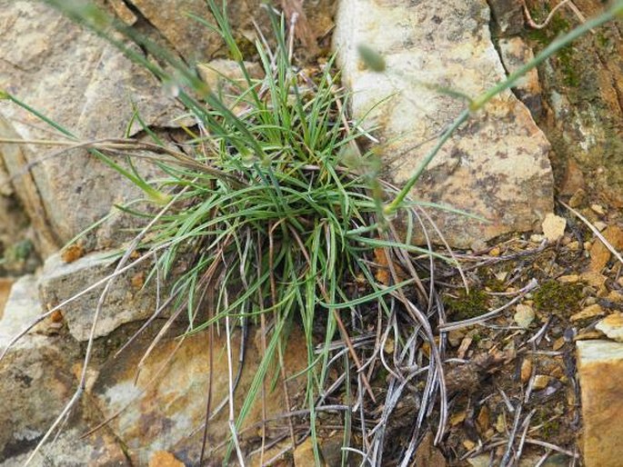 Dianthus longicaulis