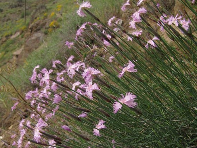 Dianthus orientalis