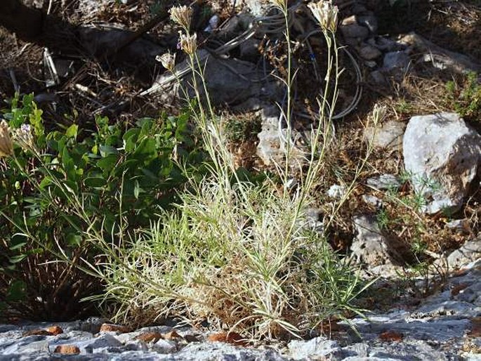 Dianthus rupicola