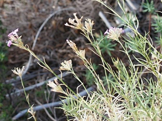 Dianthus rupicola