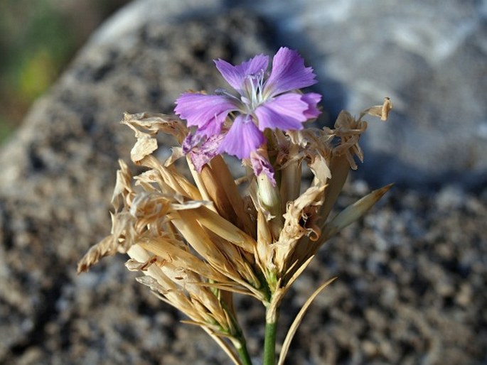 Dianthus rupicola