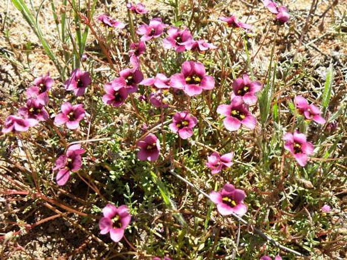 Diascia capensis