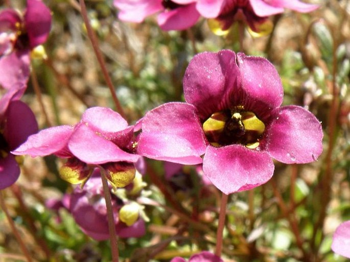 Diascia capensis