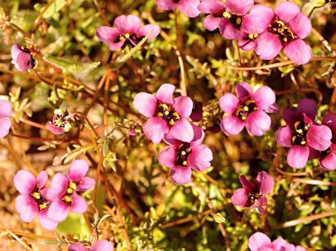 DIASCIA CAPENSIS (L.) Britten