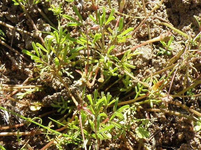 Diascia capensis