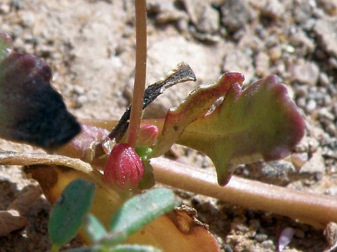 Diascia sacculata