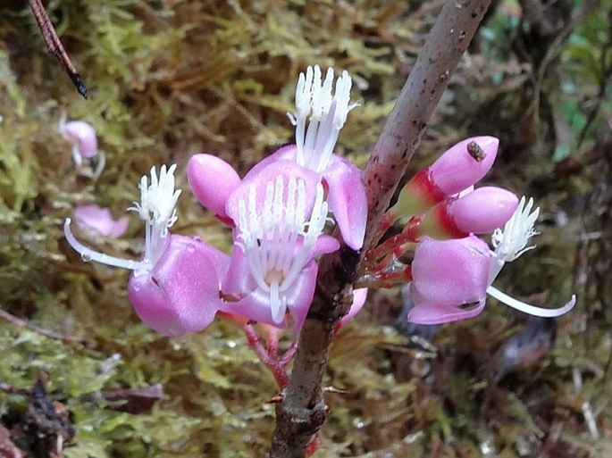 DICHAETANTHERA LANCIFOLIA H. Perrier