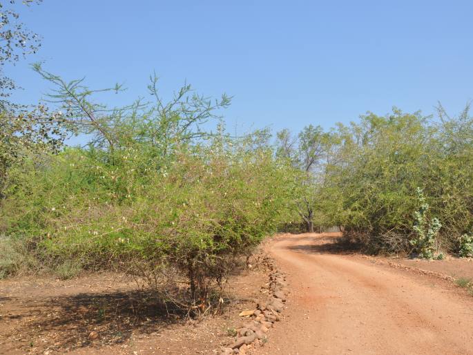 Dichrostachys cinerea