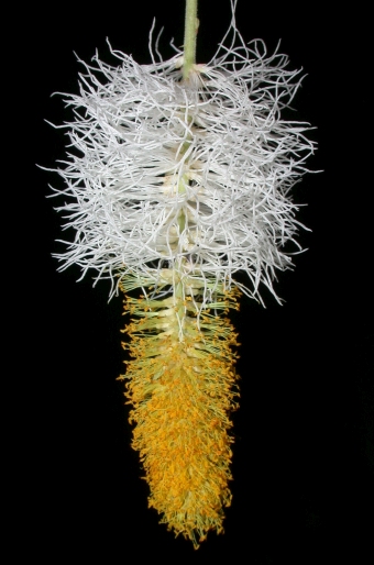 Dichrostachys cinerea