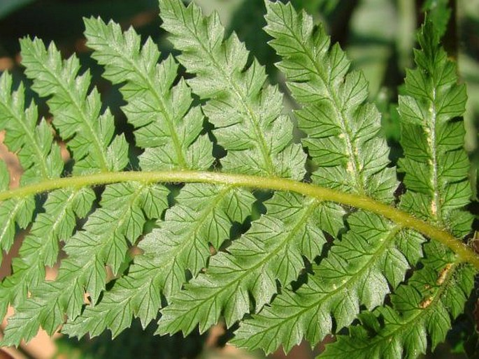 Dicksonia antarctica