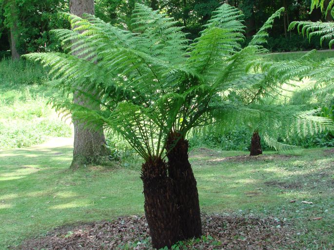 Dicksonia antarctica