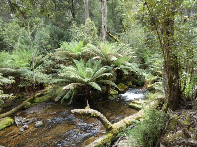 Dicksonia antarctica