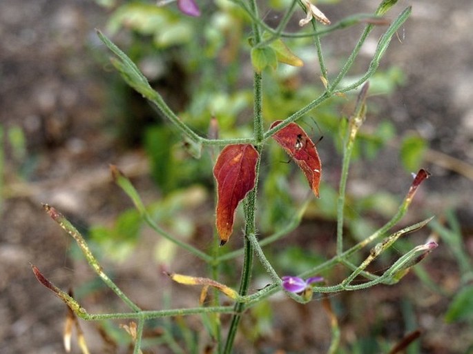 Dicliptera paniculata