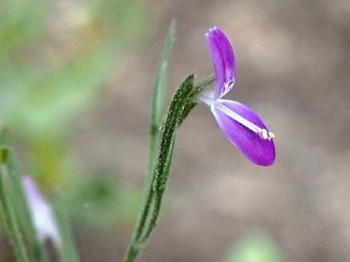 Dicliptera paniculata