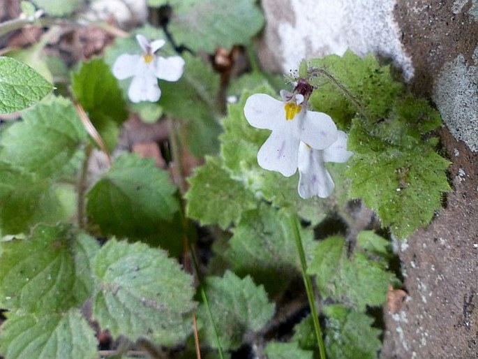 Diclis reptans