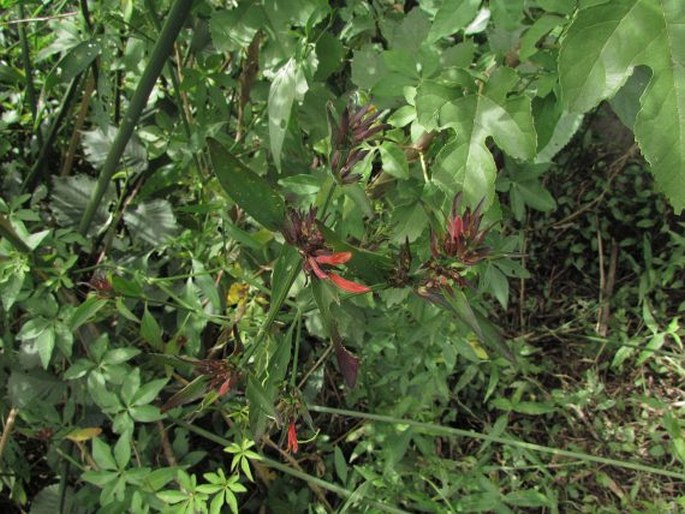 Dicliptera squarrosa