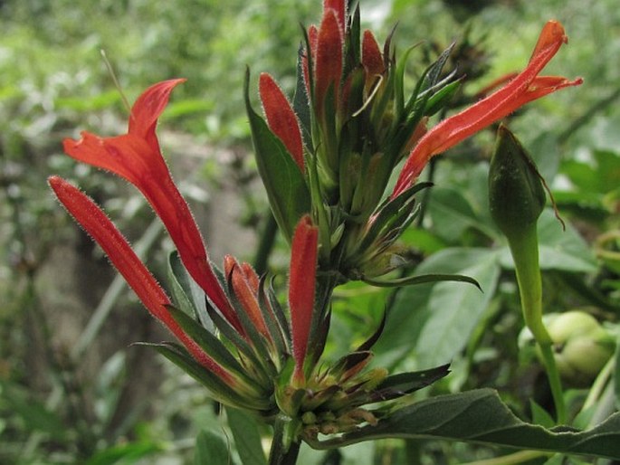 Dicliptera squarrosa