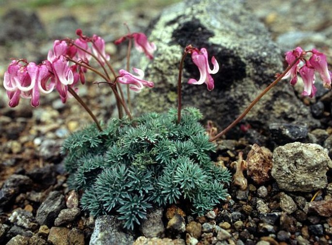 Dicentra peregrina