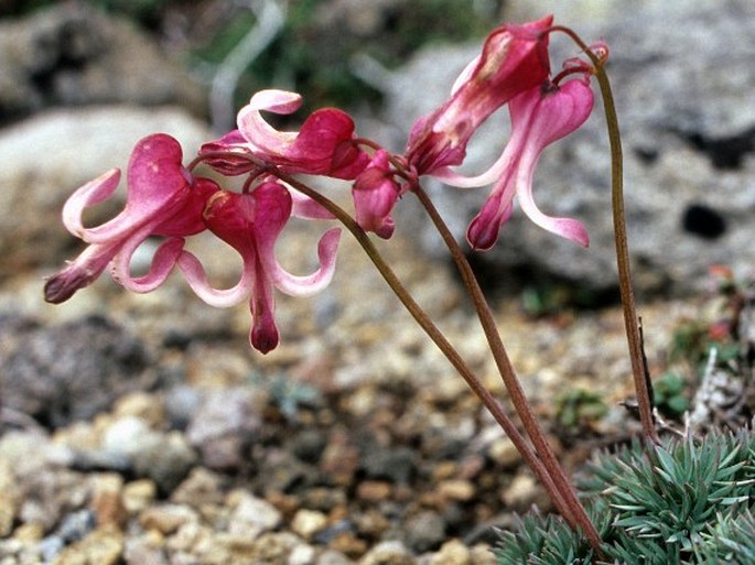 Dicentra peregrina